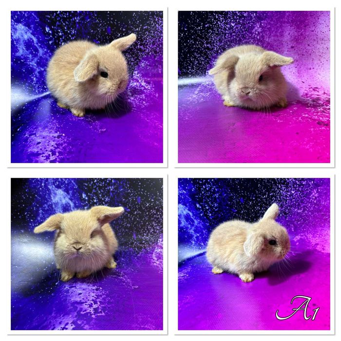 Mini Lop - samczyki i samiczki