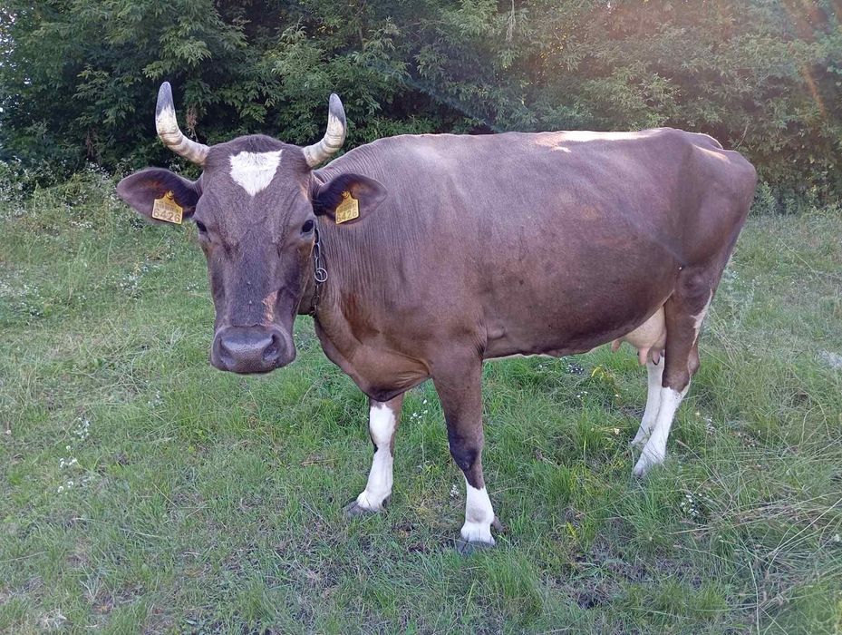 Продається добра спокійна корівка . Заготовачам прохання не дзвонити .