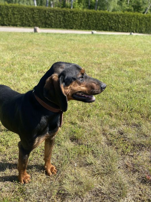 Młody Polujący Pies  Gończy Polski