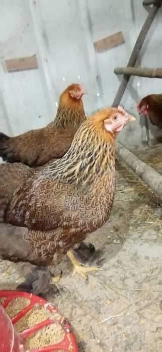 Brahmas Perdiz Dourado  e  Brahma Pedrês Barrado Grande Porte