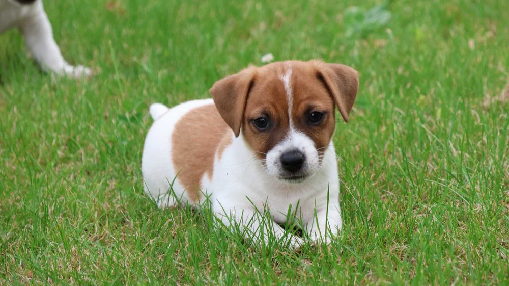 Uroczy Piesek - Jack Russell Terrier z hodowli "BREFIO"/ bada. genet./odbiór