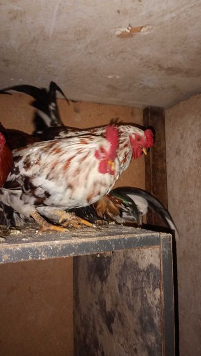 Liliputki ,liliputy koguty