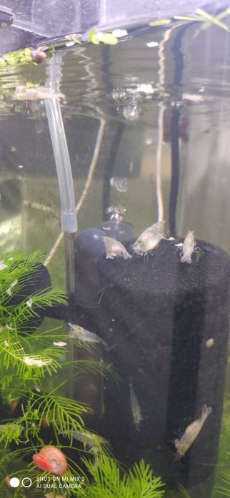 Krewetki Białe - White pearl