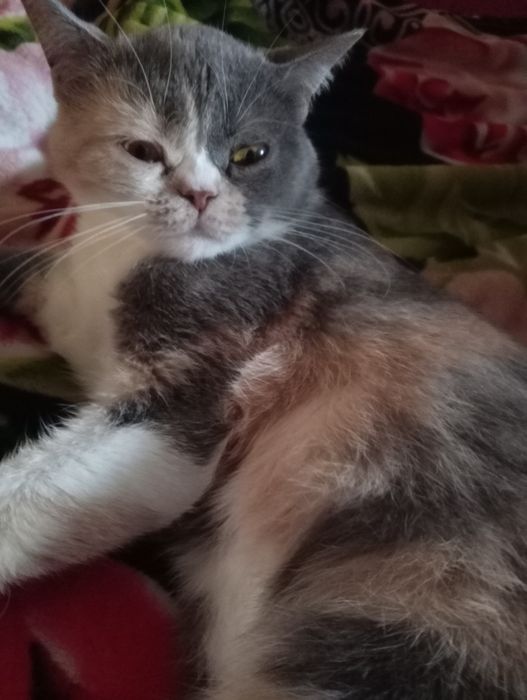 Британская кошечка