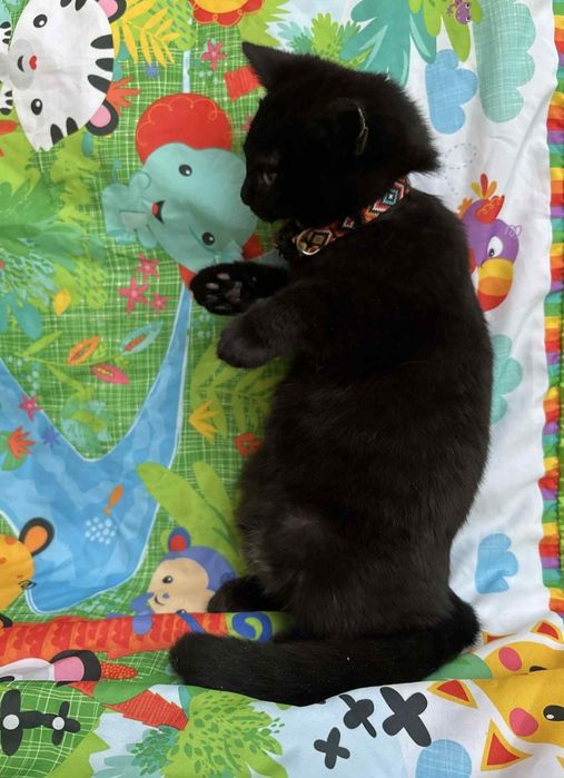 Чудовий міні пумчик, гарне кошеня, котятко, котик, кіт