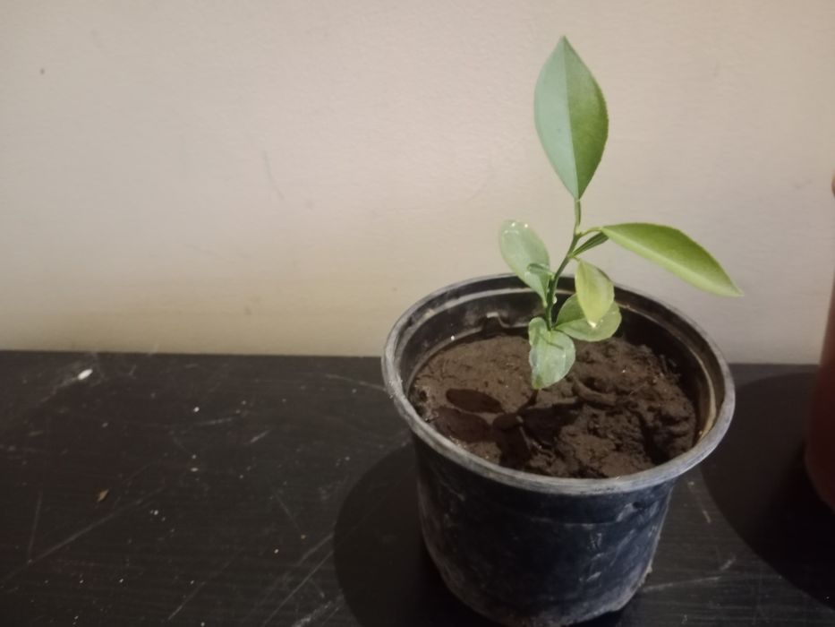 Árvore de Laranjeira em vaso – saudável e pronta para plantar