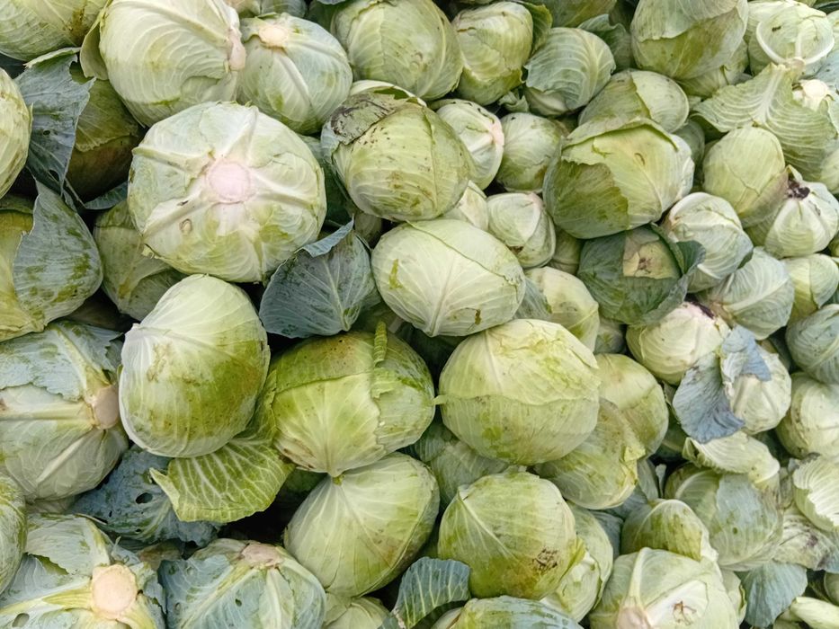 Продам Капусту Агресор