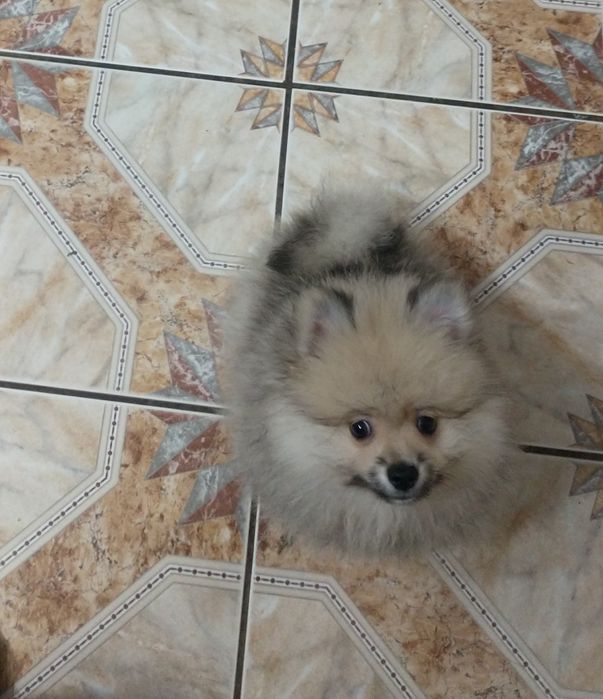 Chłopak Szpiciniaturoey pomeranian