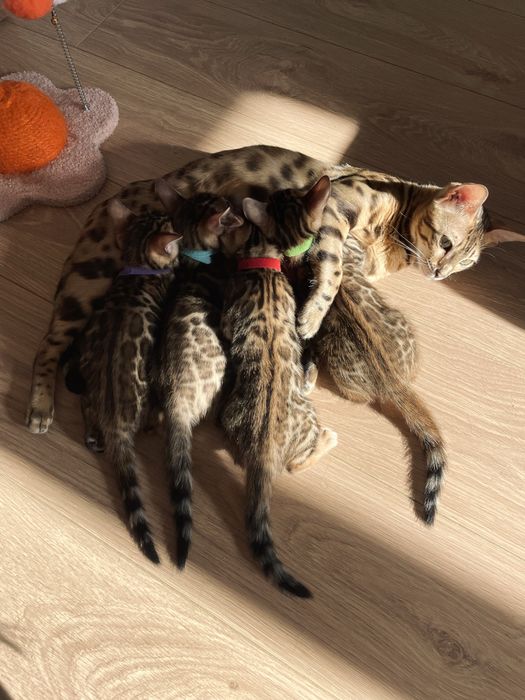Бенгальські кошенята