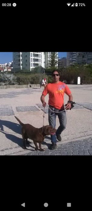 Dog Walker desde 2013 Cascais