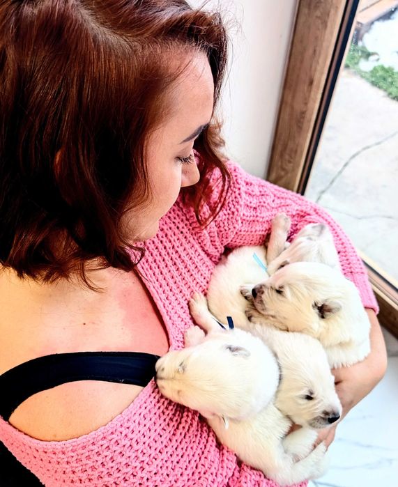 Biały Owczarek Szwajcarski – maluchy o wyjątkowym pochodzeniu FCI/ZKwP