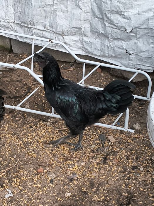 Sprzedam nadwyżkę Koguta  ayam