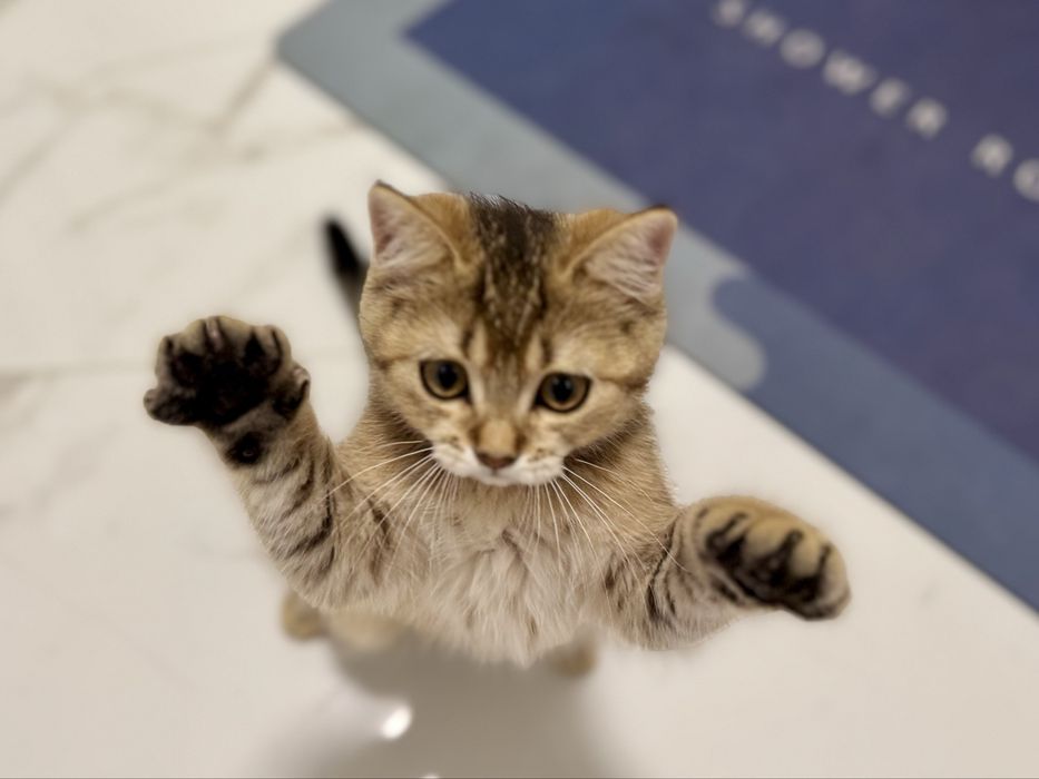 Шотландське кошеня золота шиншила .