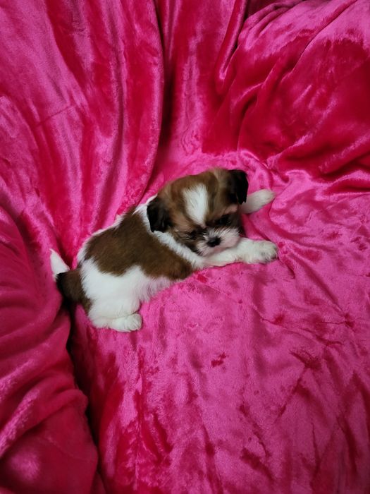 Shih-tsu fêmea maravilhosa