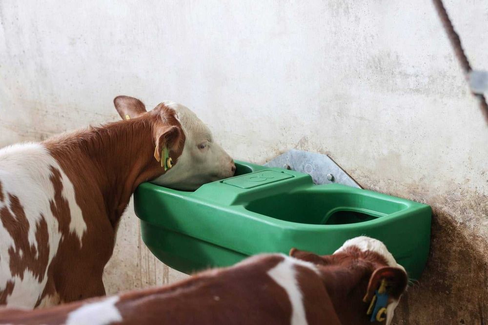 Poidło pastwiskowe dla bydła S60, podwójne, 58 l