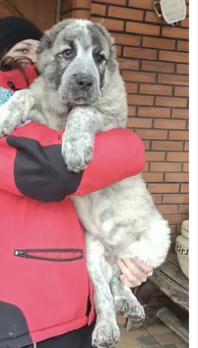 Кобель в тигровом окрасе.