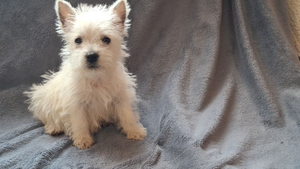 West highland white terrier  chłopiec