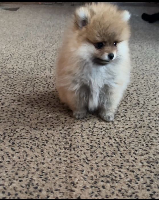 Крихітна Дівчинка померанського шпіца