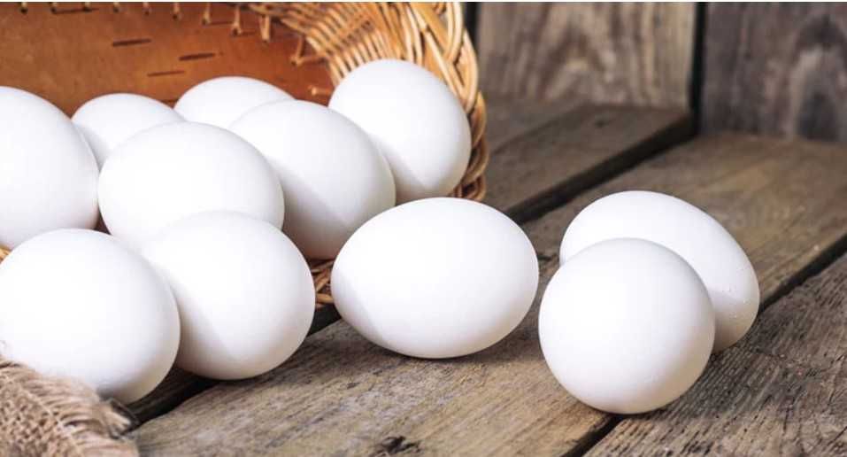 Ovos galados de galinha Leghorn branca