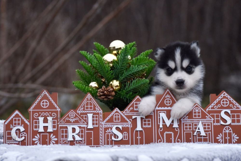 Дівчинка сибірський хаскі