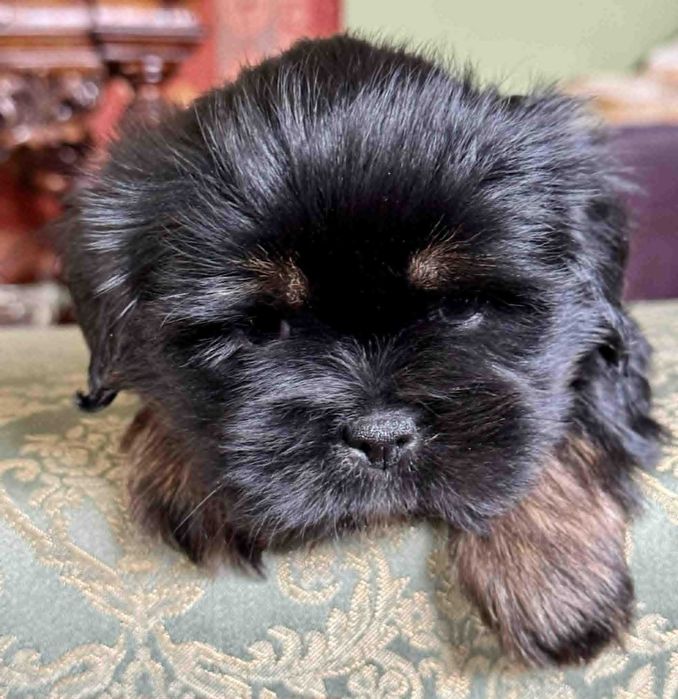 Śliczne szczenię rodowodowe lhasa apso ZKwP/FCI