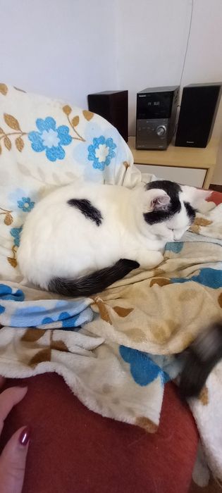 Kotka Misia szuka domu