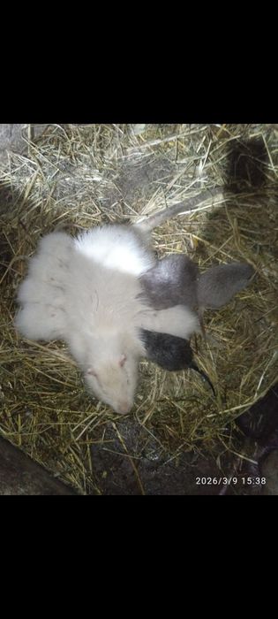 Рропоную на перетримку хлопцвв і дівчат