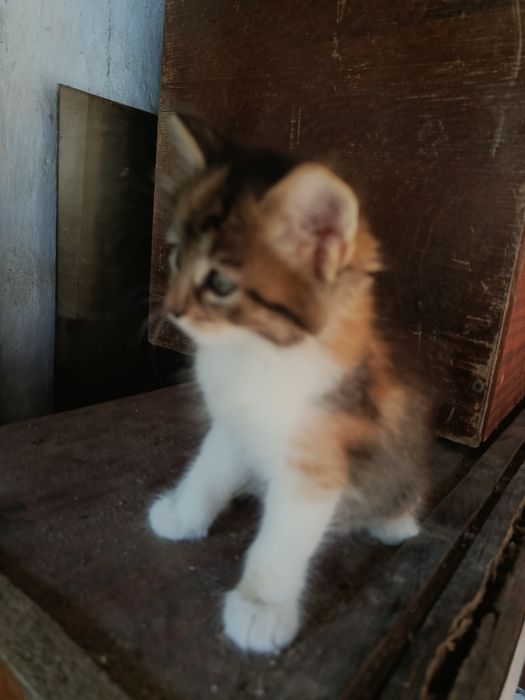 Котята в добрі руки