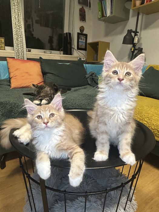 Maine Coon Beżowa Kocica