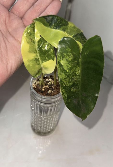 Philodendron Pink princess marble