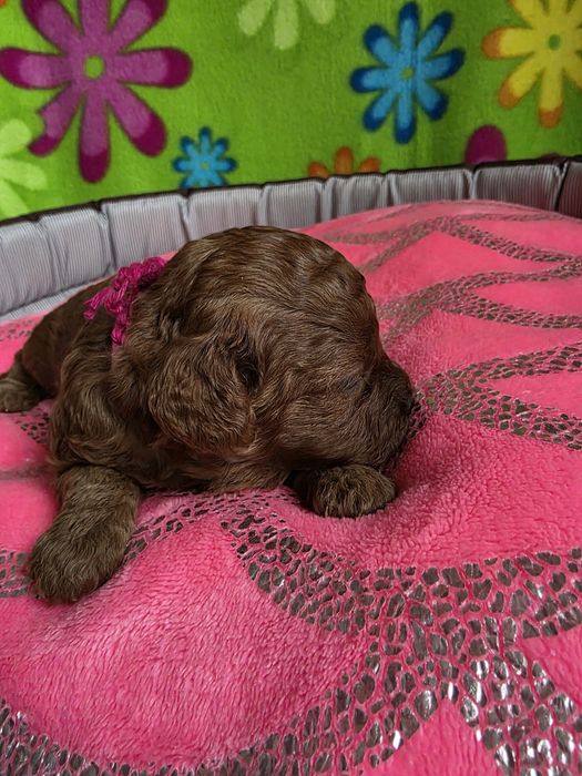 Zarezerwowana  AUGUSTYNKA