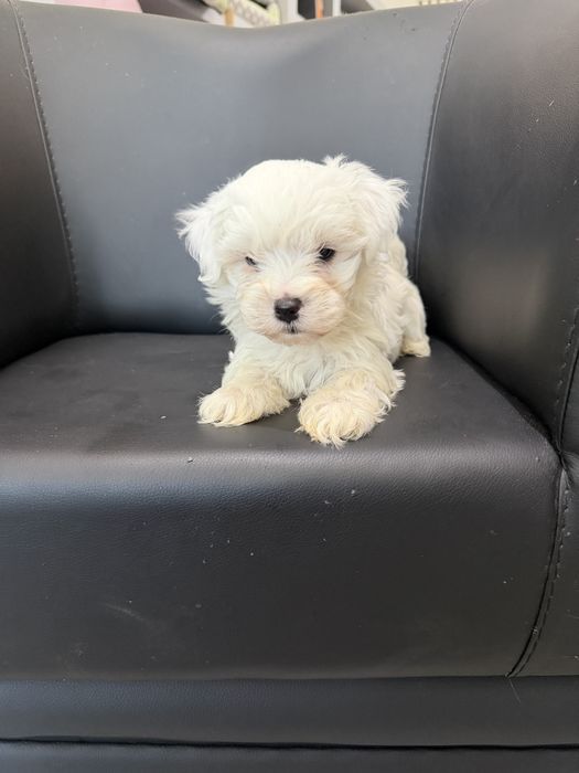 Bichon  Maltes menino