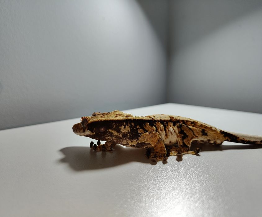 gekon orzęsiony samiec