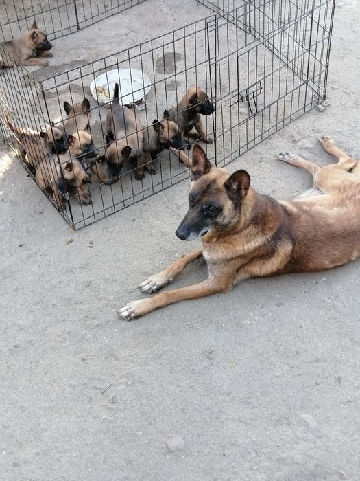 Щенки бельгийской овчарки Малинуа