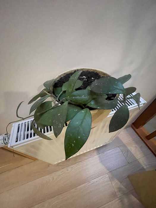 Hoya sadzonka ukorzeniona
