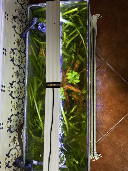 Aquario completo com peixes