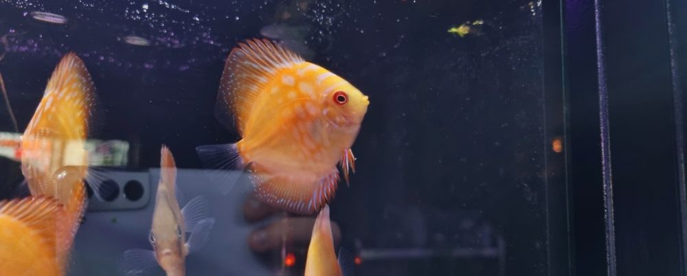 Paletki dyskowce red rose, blue diamond, turquis, solid red, Red Map