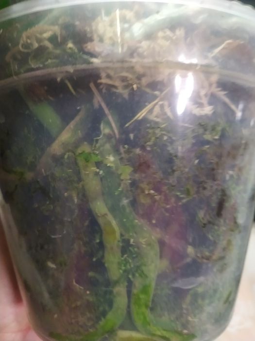 Кімнатні рослини