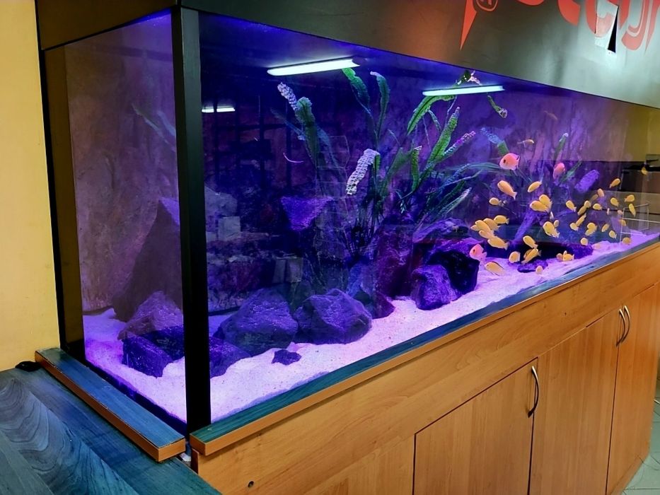 Akwaria- zakładanie, aranżacja oraz serwis akwarystyczny