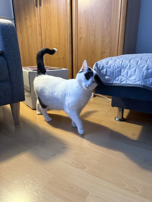 Kotka oddam za darmo