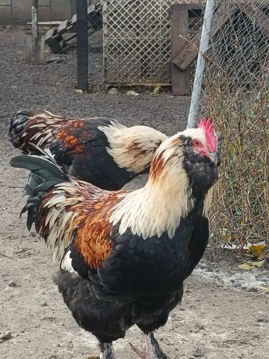 Фавероль лососева