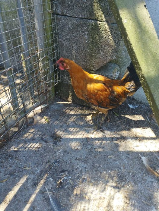 Frangos  com cerca de 3 meses +.