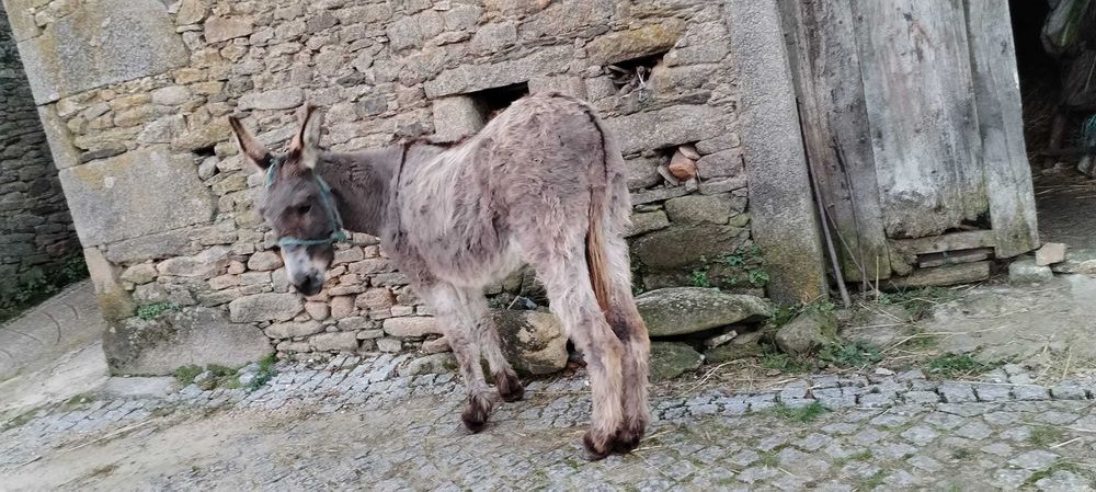 Burra muito mansa e boa para trabalhar