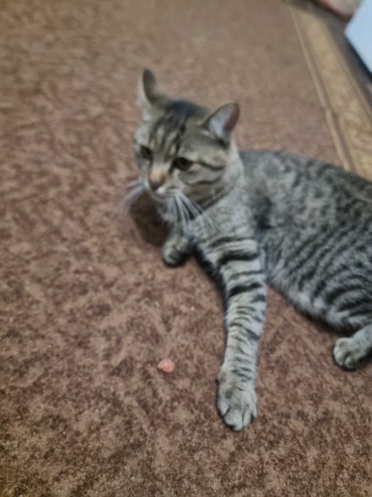 Отдам кота в хорошие руки