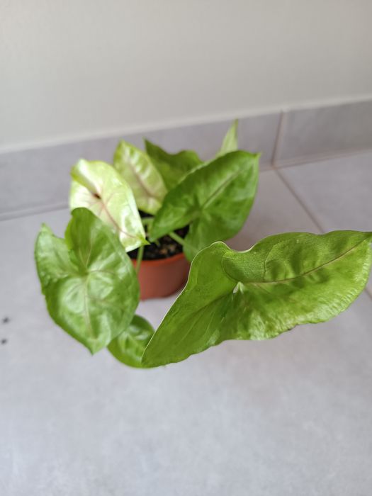 Syngonium Lemon Lime