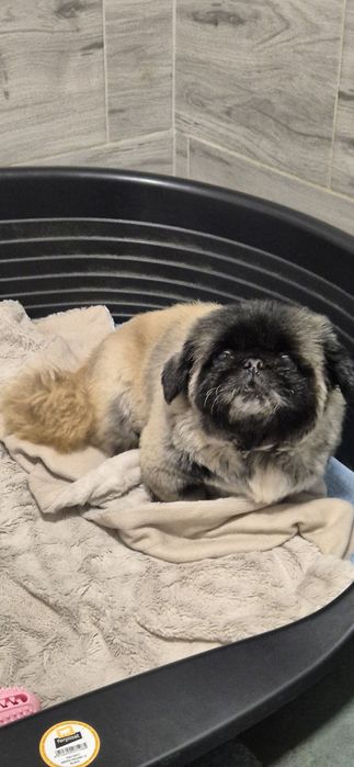 Suczka około 3 lata