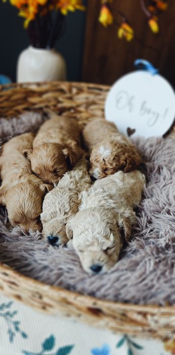 **Cockapoo** cudowny piesek!