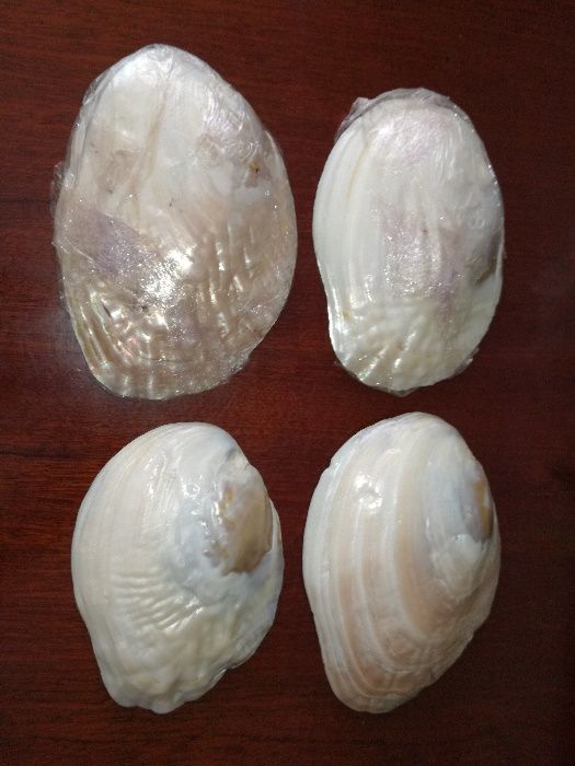 4 ostras conchas madrepérola natural