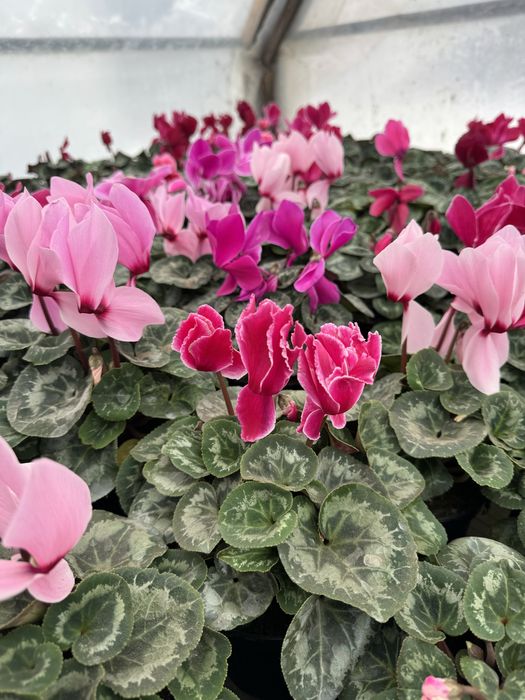 Цикламен,примула,гіацинт, тюльпан