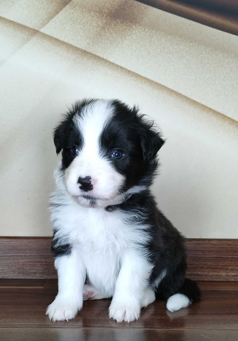 Piesek Border Collie-szczenięta ZKwP/FCI woj.pomorskie